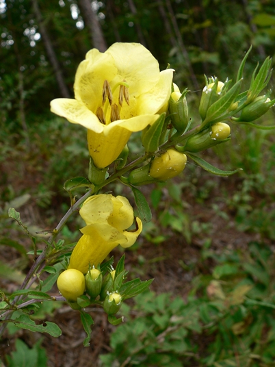 {Aureolaria flava}